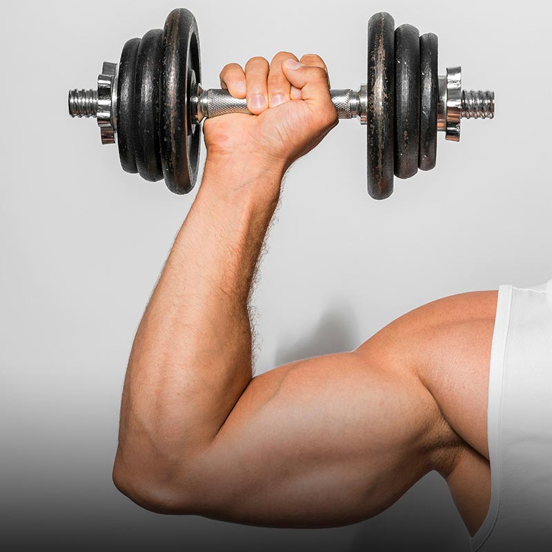 Muscles
